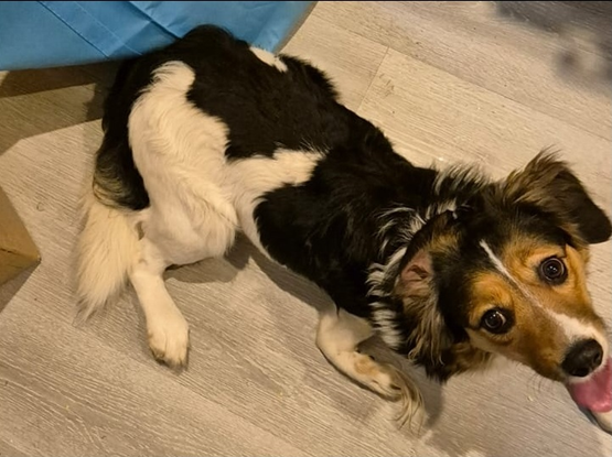Bild1 Lesya Mischling knapp 2 Jahre wird noch kastriert! Die kleine Dame ist verträglich mit Rüden und Hündinnen. Sie kommt ursprünglich aus der Ukraine und sucht nun dringend ein liebevolles Zuhause. Die Kleine wurde mit einer verkümmerten Pfote bzw. Bein geboren, was sie aber nicht besonders behindert. Das Bein wird in den kommenden Tagen amputiert so das evtl. eine Orthese angepasst werden kann. Sie hat keinen Jagdtrieb, kennt Katzen und Kleintiere. Lesya ist zu Beginn ein wenig schüchtern. Hat sie Vertrauen gefasst, ist sie sehr anhänglich. Wer mag die süße Hündin adoptieren? Bei Interesse gerne bei uns melden!